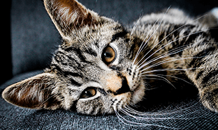 Los cuidados de mi gato.